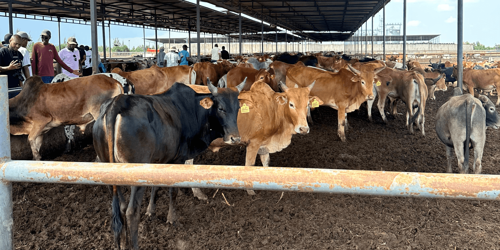 Pasture cattle grazing under a bright sunrise