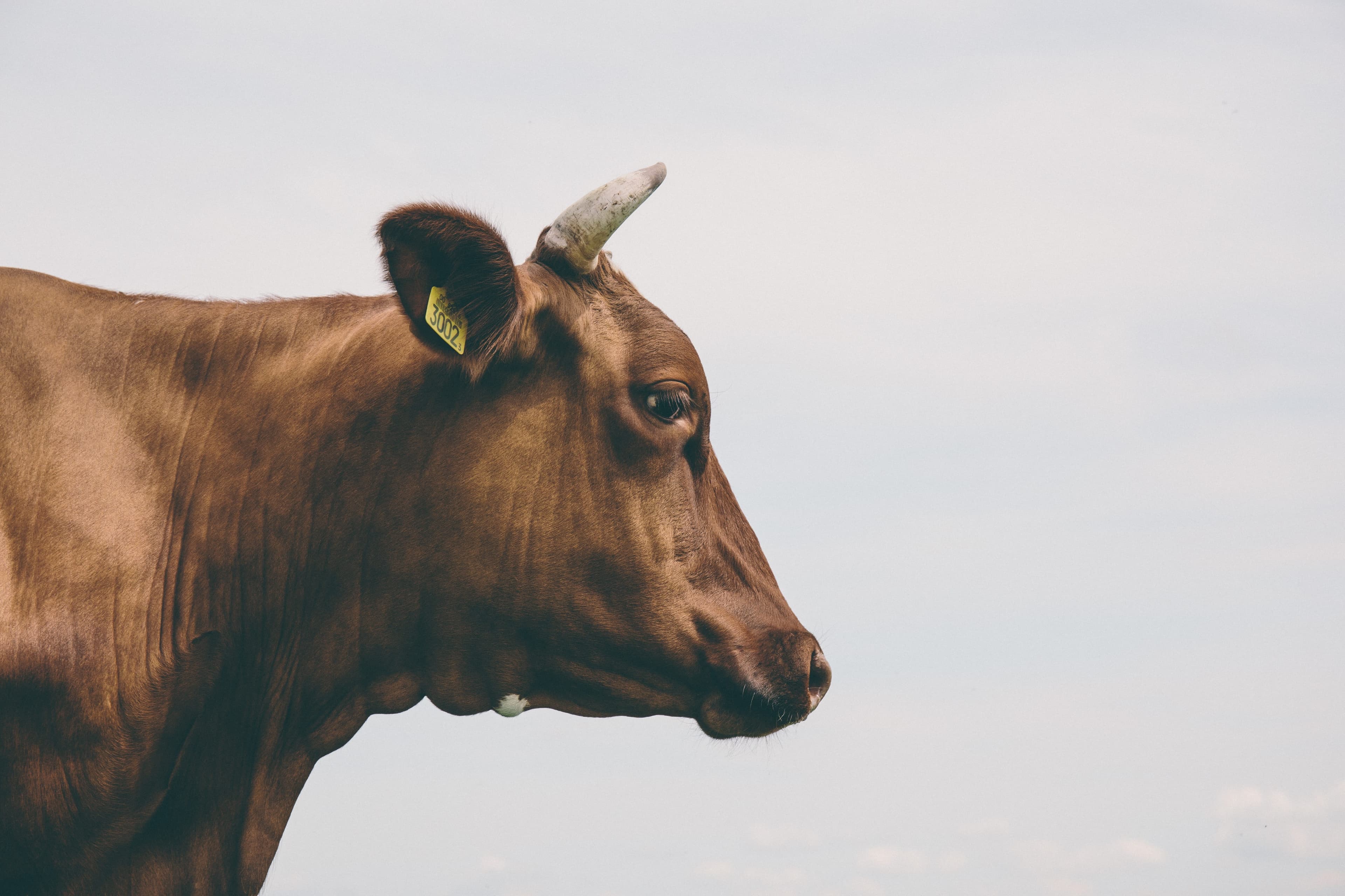 Verified livestock farm operations record
