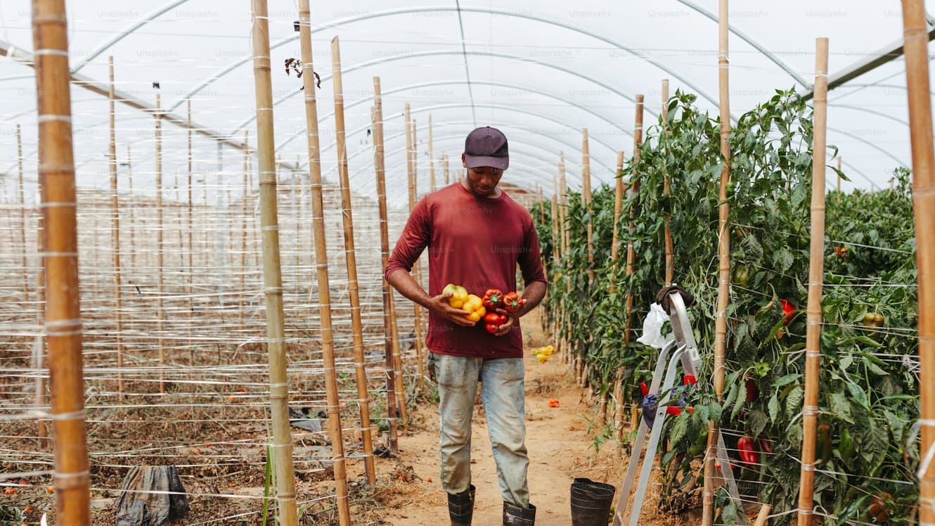 African farmer carrying freshly harvested tomatoes through a greenhouse, representing productive agriculture that lacks formal financial documentation